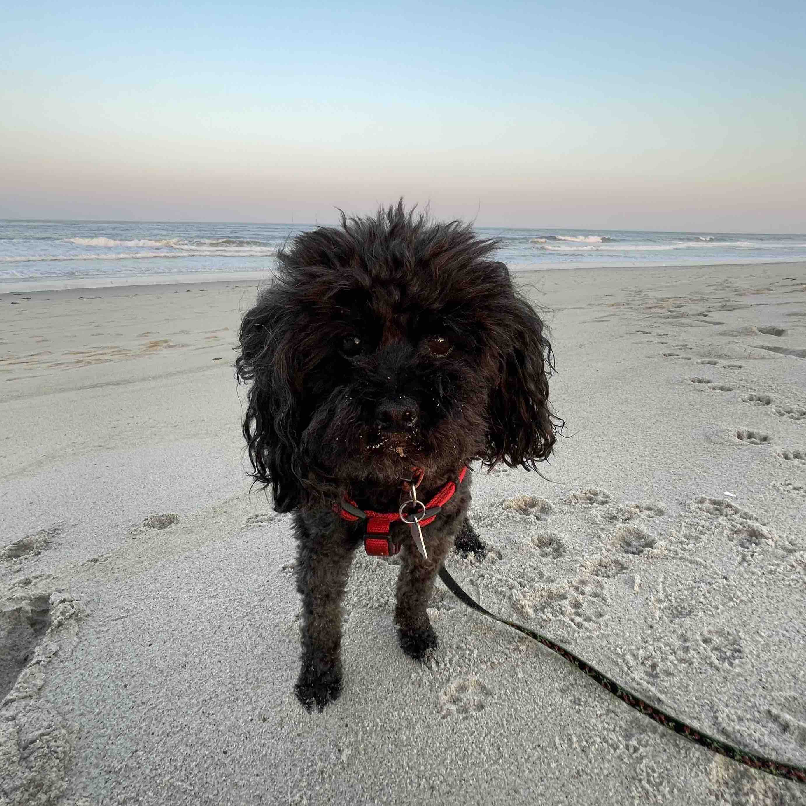 Image of Kady the poodle at Nauset Beach in Massachusetts