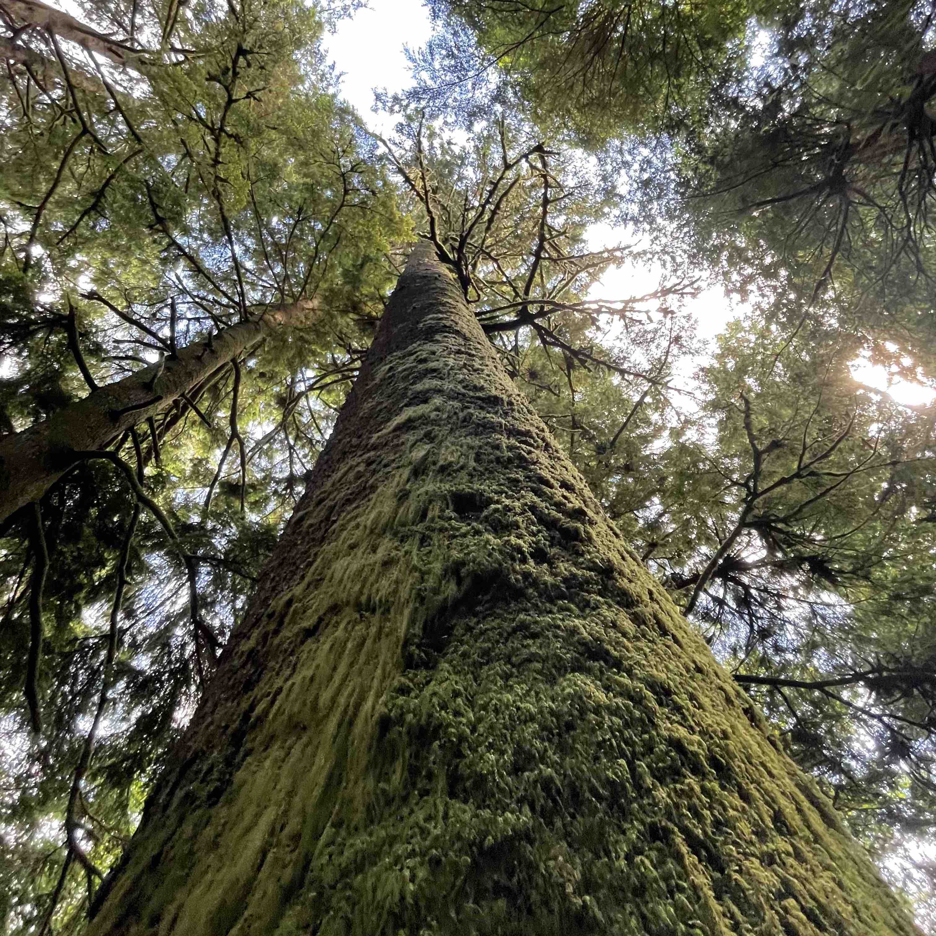 Image of a tree in an Oregon forest